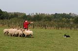 BORDER COLLIE - MOUTONS 005
